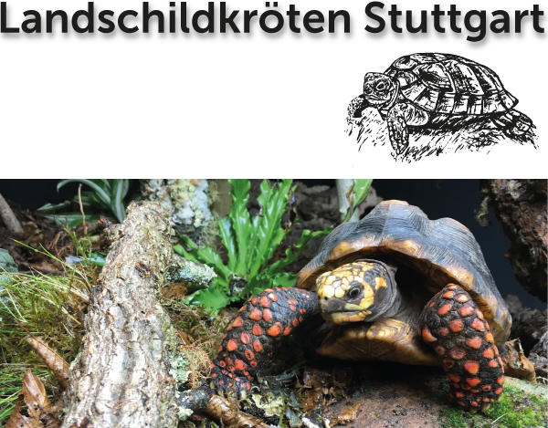 Headerbild Landschildkröten Newsletter